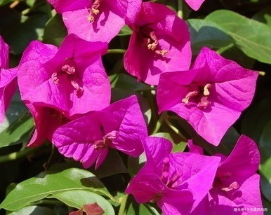 隔壁大爷家的三角梅年年开爆盆,而我家的总低头,这是为什么