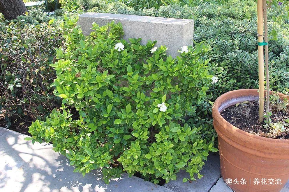 栀子花种院子开花特别好,移到盆里就叶黄枯萎,都怪这几点没做好