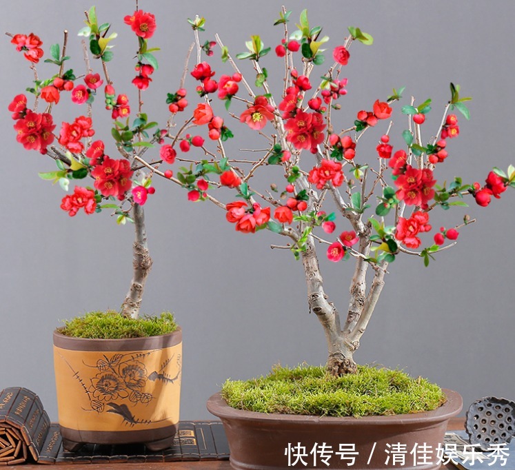 吉祥花|3种“老花树”,能活一百年,冬天不怕冷,开满“吉祥花”