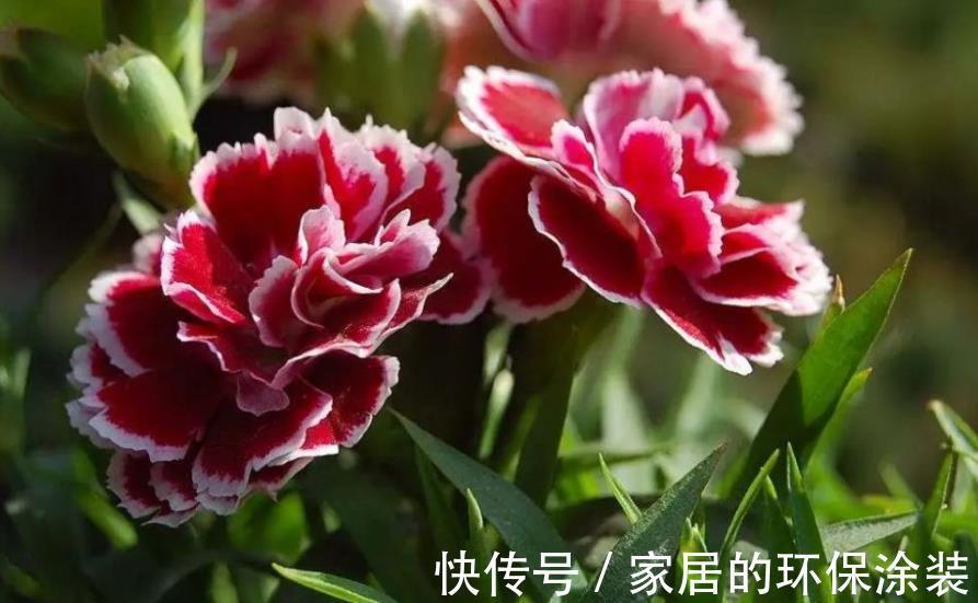 长春花|盘点10款漂亮花，号称“开花机器”，一开就是300天，适合新手