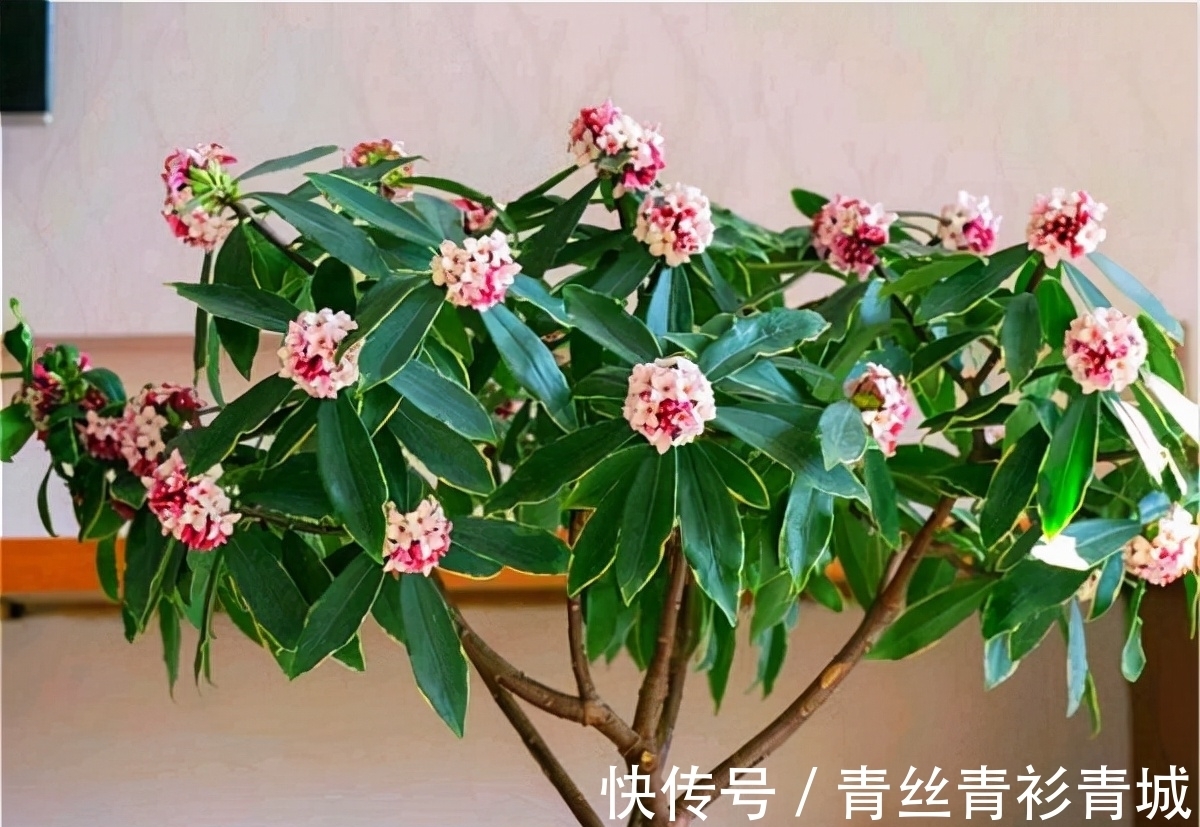 金边瑞香“越冷”开花越香浓,冬天做好4件事,满盆都是吉祥花