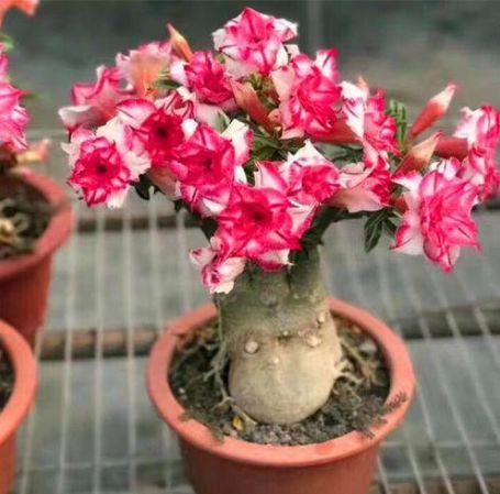 家养这5款花卉，花大色艳胜牡丹，开花一茬又一茬，轻松打造小花