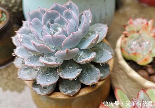 谨记|多肉出现“三情况”,千万别暴晒,不然黑腐又化水,新手谨记