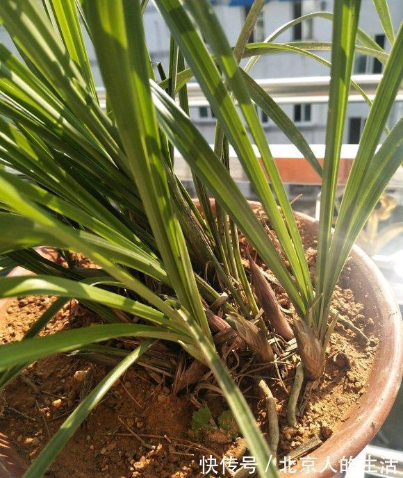 蕙兰|养“惠兰”最省心，30天浇次水，叶子绿油油，花期长达60天