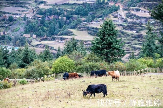 东哇村|藏在甘南深山里的绝美秘境，传说中神仙居住的地方，你想去吗？