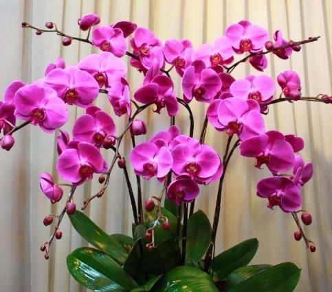 这“4种”花卉养的好,老花匠都称赞,能养活1盆的人,绝对是高手