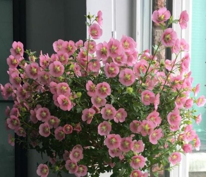 3种漂亮花，家里养一盆最合适，一开就是300多天，开花漂亮花期长