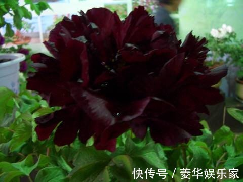 10种罕见的黑色花,都说很高贵,我怎么觉得诡异