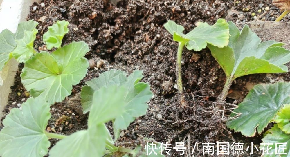 秋天|9月适合扦插繁殖,6种花容易生根,插上就能成活
