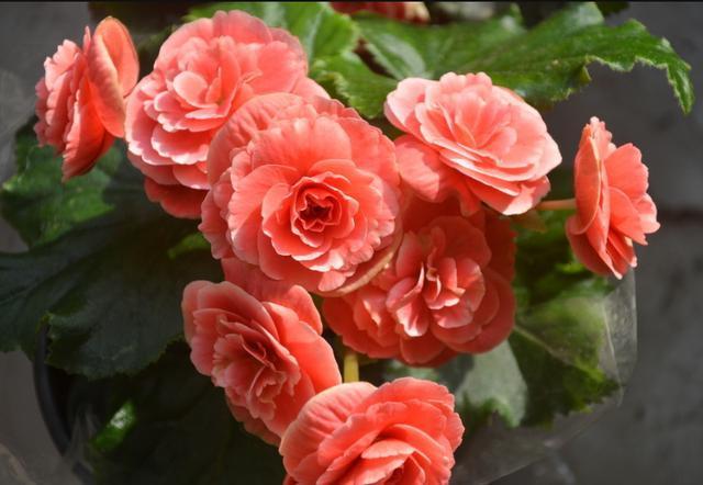 这10种花夏天“晒不得”，一见强光就黄叶，赶紧搬回家