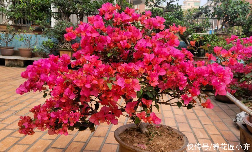 大神|总结养花“十大问题”，只要学会，你就是养花大神