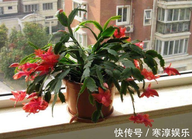 烂根|这六种植物,不能常浇水,浇水过多不是烂根就是死亡,快别浇了!