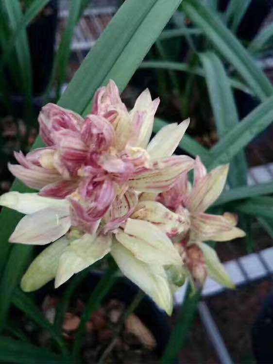 它是兰花的魁首,花型少见颜值高,曾经价格昂贵,现在走进百姓家