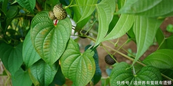 随处可见|此物农村玉米地里随处可见,有网友出价3千元,看啥情况?