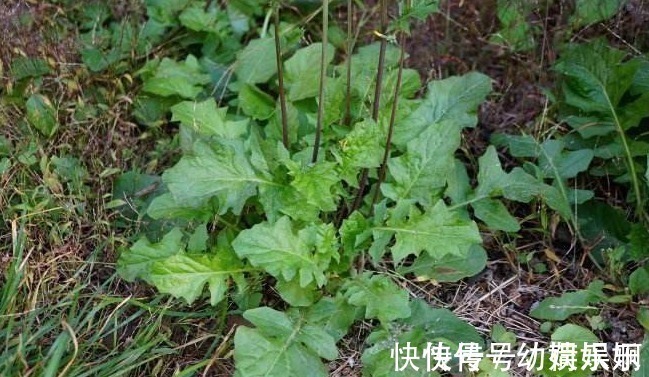 杂草|乡下的“九死还魂草”,长在地里没人搭理,关键时候能救命
