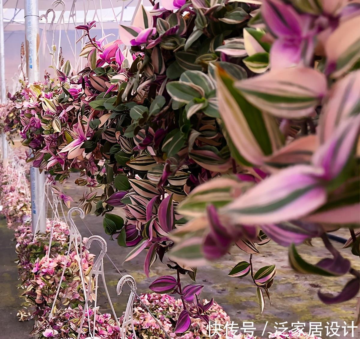 吊兰|很贵的“高档吊兰”,养起来太容易,现在沦为“白菜价”