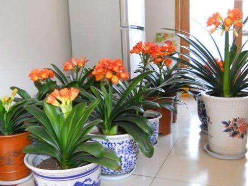 君子兰是“懒汉”，要懒养，不黄叶不烂根，年年开花多，美呆了