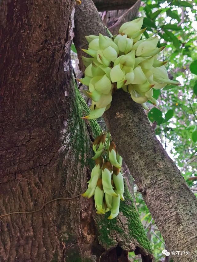 禾雀花开了吗？禾雀花已盛开