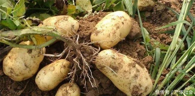 龙葵素|吃1个它，等同于吃5个苹果，4个梨，两元一斤，每家吃得起