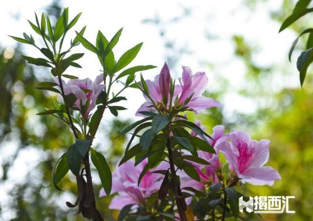 龙山杜鹃怒放，赏花正当时，点缀揭西的绿水青山