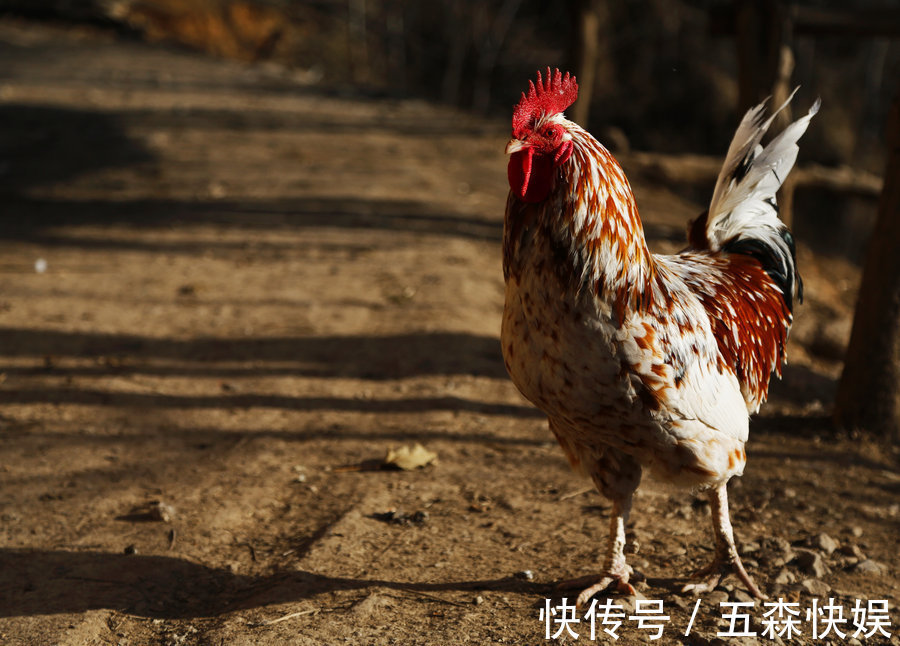 黄道鸡|“鸡鸡鸡”特别是69年的，到了52岁该何去何从花一分钟好好看看