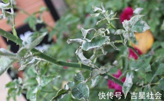 叶斑病|养花必备的杀菌剂,到底怎么用?多菌灵只是“初级”,黄叶不管用