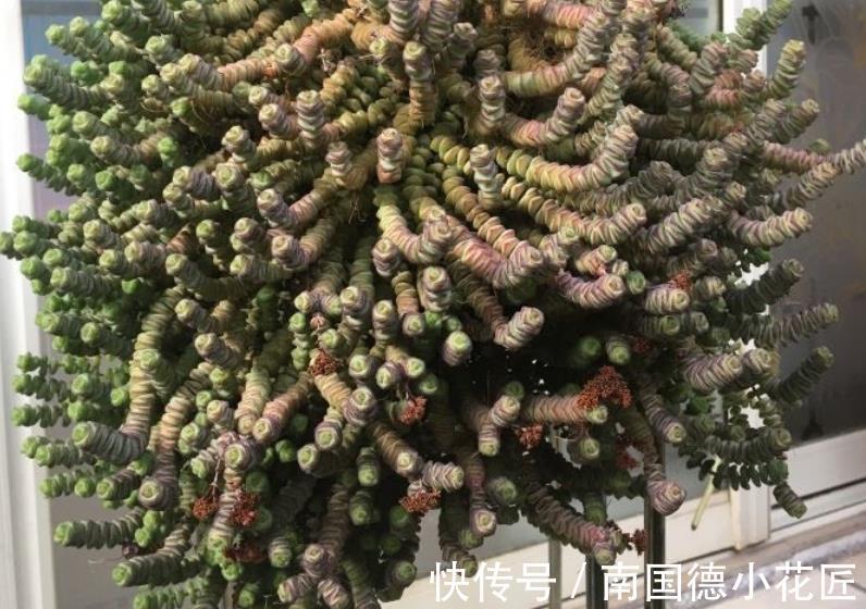 黄金万两|白露后，盆栽多肉选这3样，好养漂亮，常搁家里还能招财