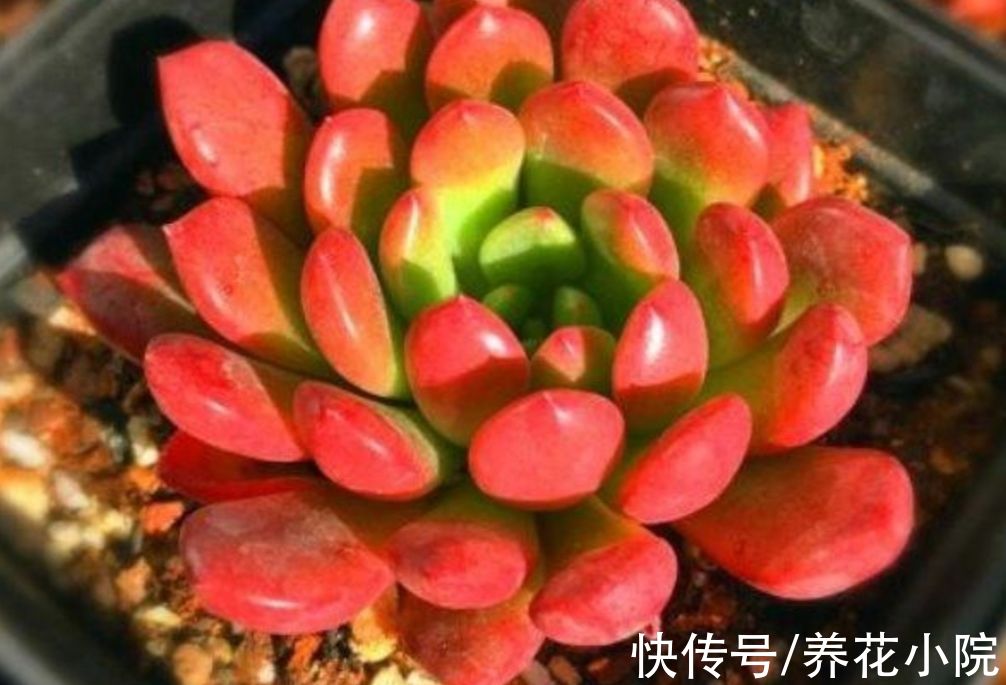 5种多肉，秋天多晒太阳，光照越充足，叶色越鲜艳