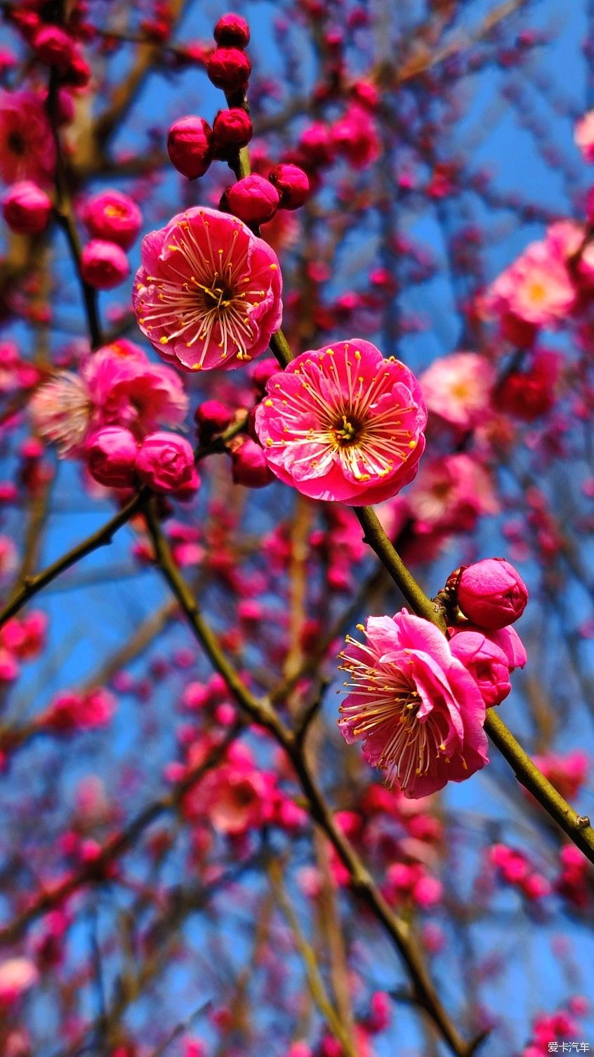 【爱卡踏青季】花枝俏