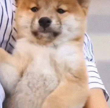 |搞笑GIF:表妹担心有人偷竹子,她每天一个人去后山点数!