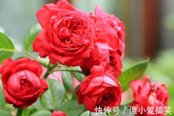 新手养月季牢记4点,不死苗开花还多,阳台轻松变花海!