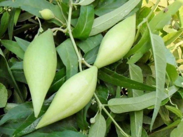 地捎瓜|农村一种野瓜,俗称“羊不奶”,是通乳和治腰酸背痛的一把好手