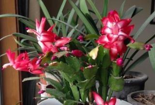 植物|最厉害的养花营养液给花喝一勺,不黄叶,不烂根,养啥旺啥