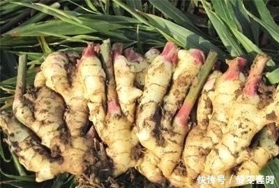 咳嗽|生姜与此物一起煮，喉咙不痛，咳嗽少了，家里老人小孩都可以试试