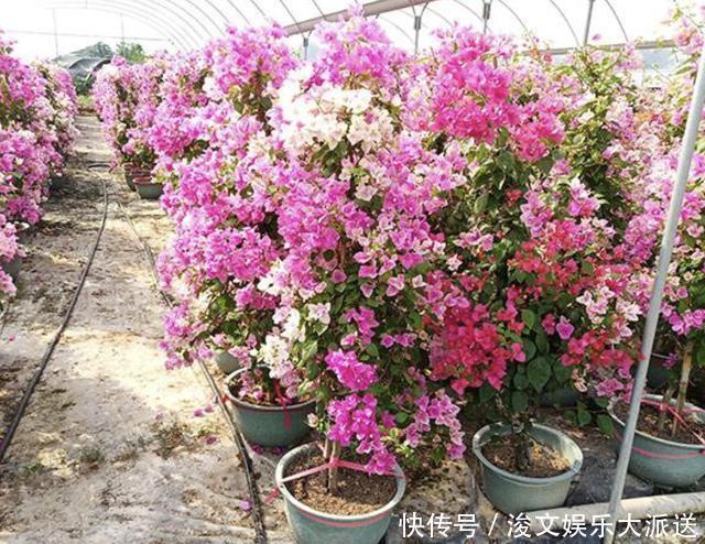 三角梅|张大叔养“三角梅”,采取“3个技巧”,90天长成“花树”,美