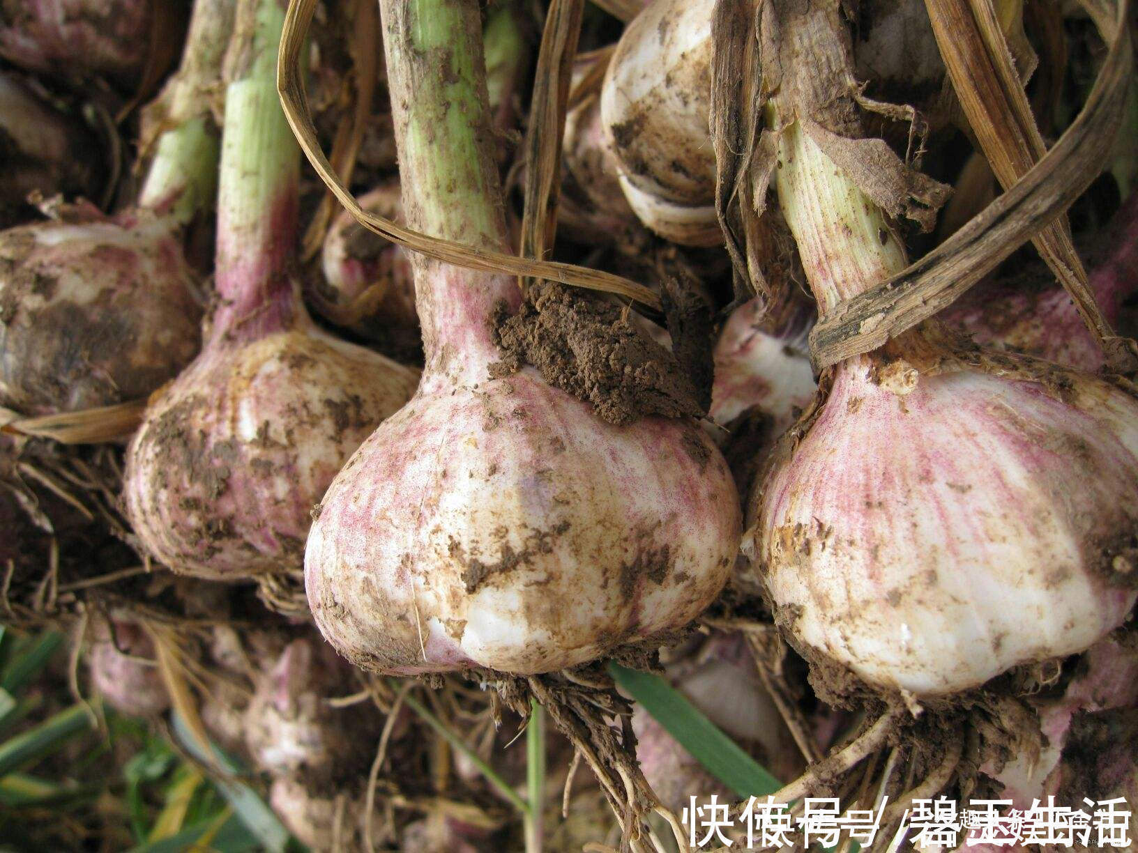 黄曲霉毒素|大蒜3种吃法养人、3种吃法害命！不想胃难受，好好看看
