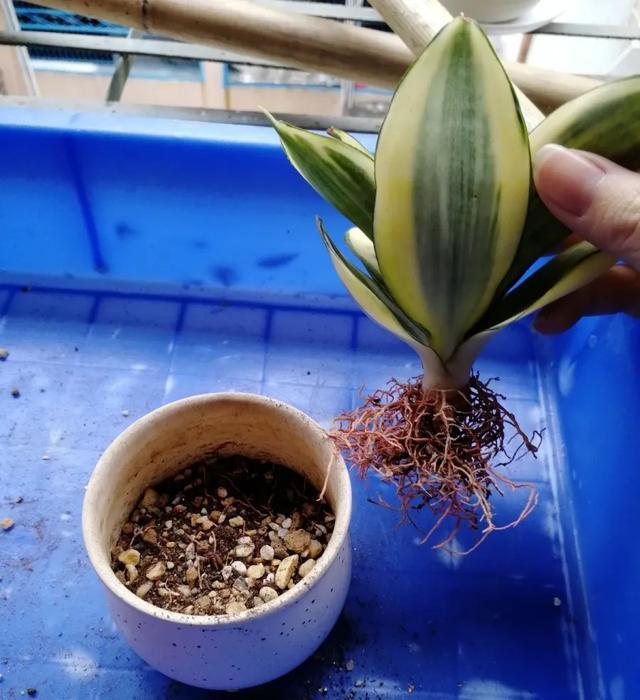 家里养盆虎皮兰,小花盆、挤着养,疯狂开花爆小崽!