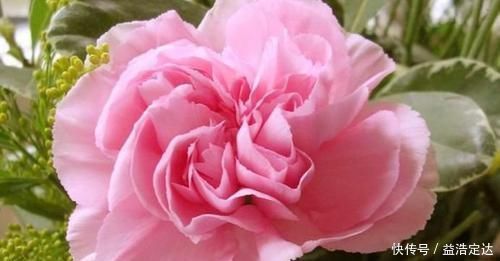 养花就养个花期长的,花大色艳,粉嫩丰腴,绚丽夺目