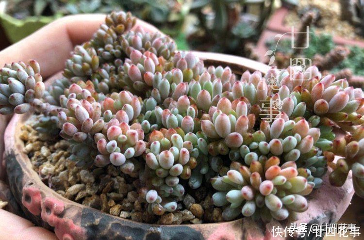 香味|9种多肉颜值高,还自带香味,可谓色香俱全