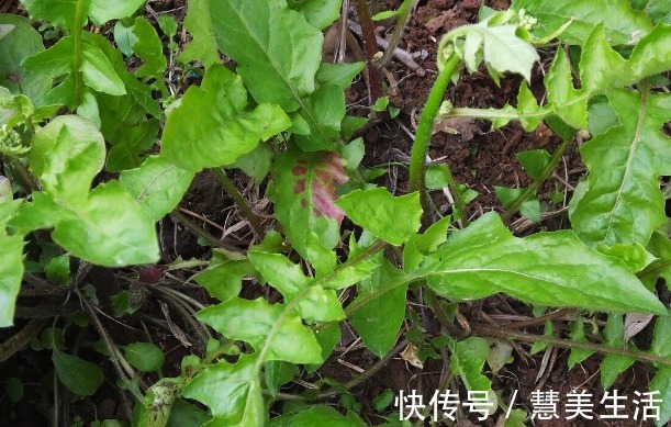 小根|65种野菜图片,带你认识不同的野菜和吃法,你想要的野菜这里都有