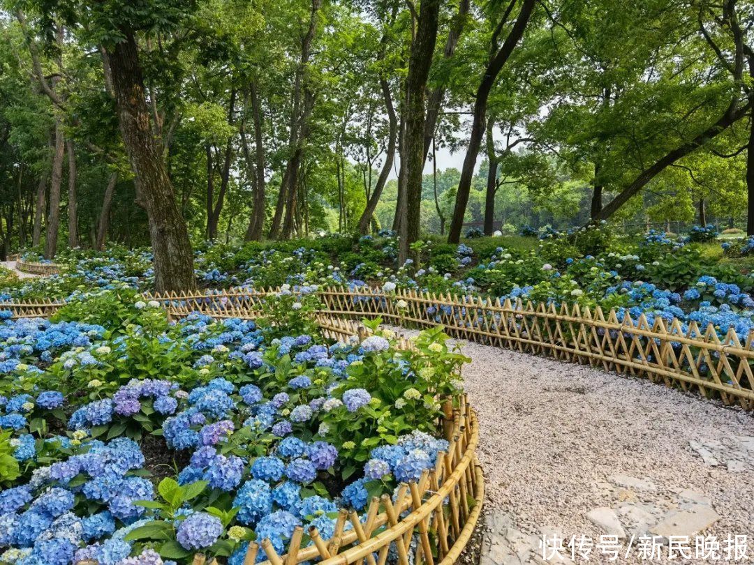 花手鞠|能不能脱单就看这次了！520约最爱的人看最美的绣球花海