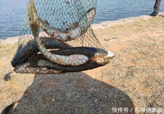 钓鱼不用饵，空钩就能钓上几十斤，钓友们说这算不算钓鱼？