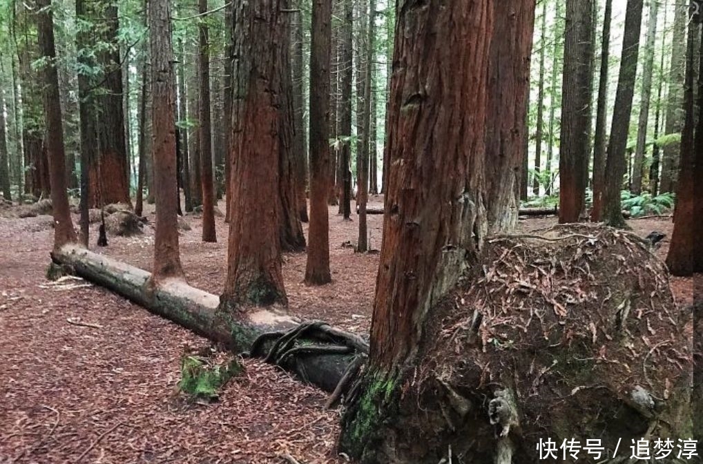 震撼！21棵不想“死”的树，这就是生命