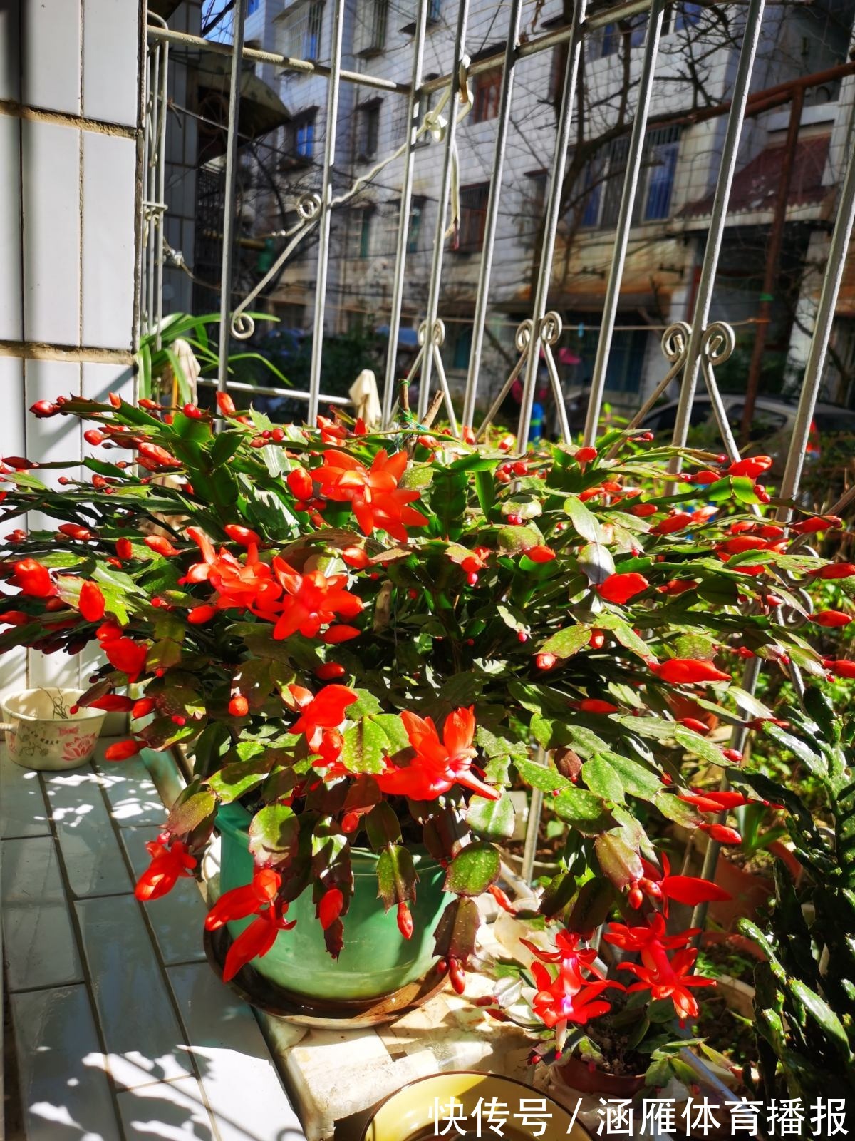 蟹爪兰喂点“大肥水”,叶片硬如铁,花苞鼓满盆,开花一百朵