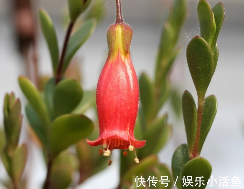 它是肉质“网红花”,寓意吉祥,掌握住技巧,植株轻松爆花
