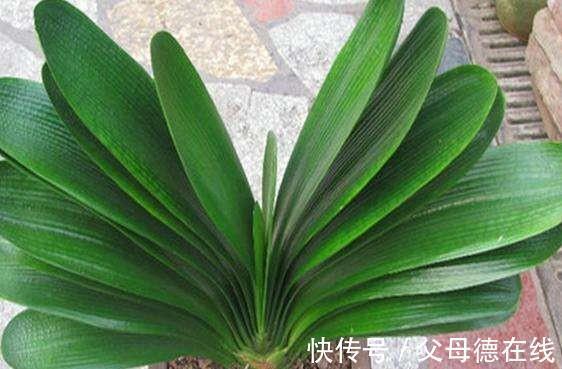 11月养君子兰,一种渣扔盆里,浇上1种水,叶绿花更艳