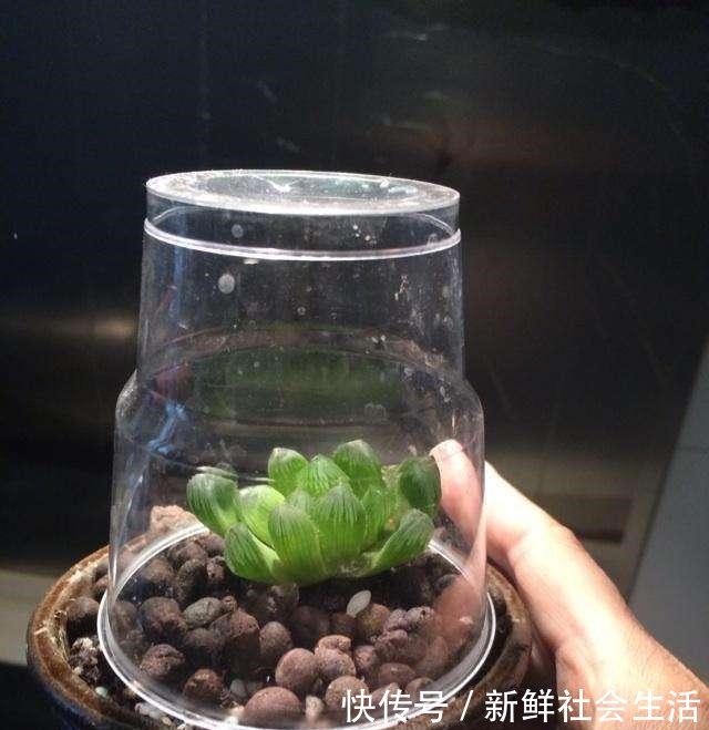 玉露养得“晶莹剔透”,都是“闷养”的好处,一盆比一盆颜值高!