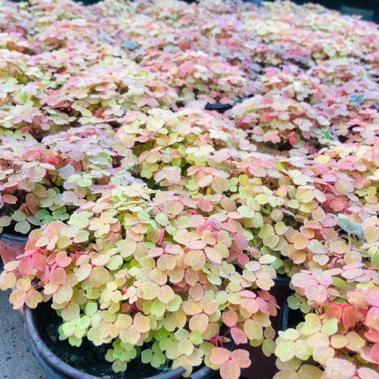 叶子花颜值也很高,叶子花纹像油画,耐阴好养