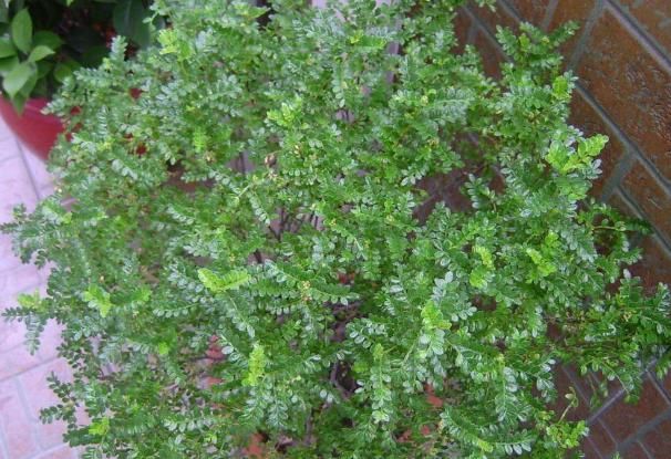 被称为“招财树”的它,回家养一盆,既能带来财运,又能帮助驱蚊