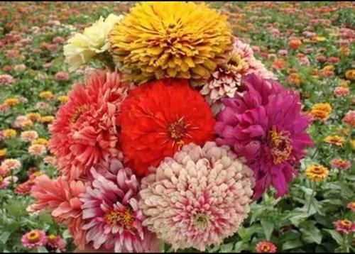 “百日菊”你知道是什么植物吗？